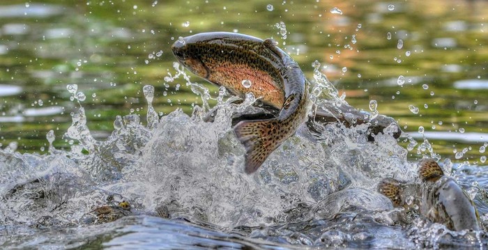 Cia Puglia: avanti sul Feampa per sostenere le 2400 imprese di pesca e acquacoltura