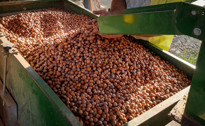 Nocciole: Cia Cuneo, produzione sotto le attese. Il clima presenta il conto
