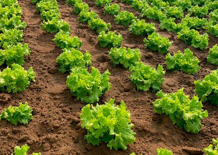 Orticoltura: Cia Cuneo, stagione positiva, ma serve visione di medio periodo