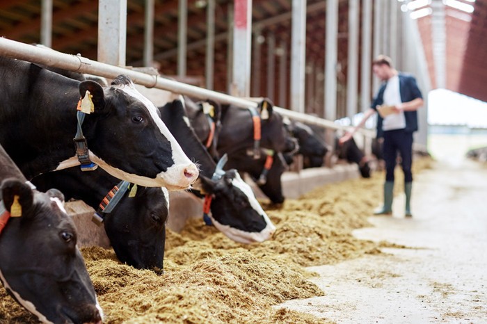 Dermatite bovina: Cia, servono interventi rapidi e compensazioni per aziende colpite