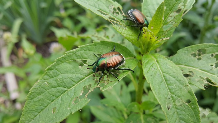 Popillia japonica: Cia Lombardia, più prevenzione e monitoraggio