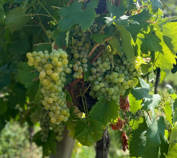 Vendemmia: Cia Padova, ottima annata per il vino dei Colli