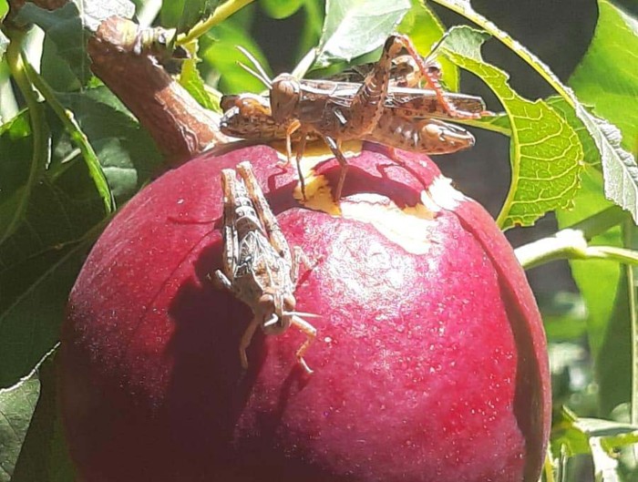 Cia Emilia-Romagna: frutteti, vigneti e medicai bersaglio delle cavallette