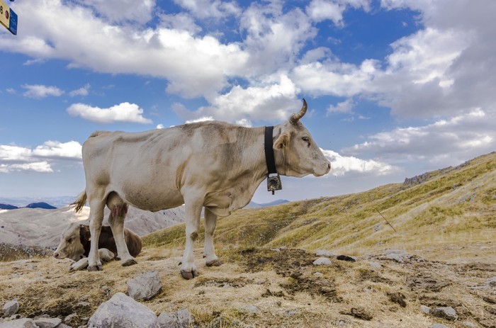 Mercosur: Cia delle Alpi, attenzione ad effetti accordo su zootecnia di montagna