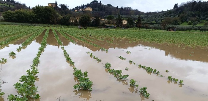 Maltempo: Cia Toscana Centro, almeno 5 milioni di danni per l'agricoltura fiorentina