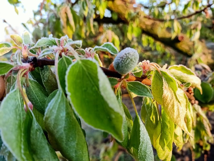 Maltempo: Cia Umbria, gelata storica. Ingenti danni a frutta e vite
