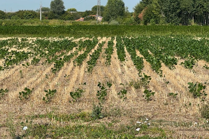 Siccità: Cia Padova, oltre 50 milioni di danni all’agricoltura. Peggio del 2022