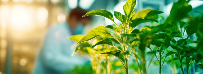 NGT: Cia, via libera al primo regolamento Ue. Traguardo per l’agricoltura