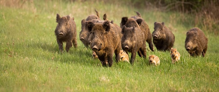 Cia Cuneo: da Regione aiuti attesi a contrasto danni da fauna selvatica