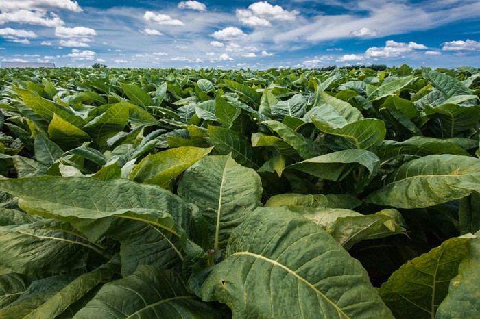 Manovra: Cia, su accise tabacco attenzione a filiera agricola