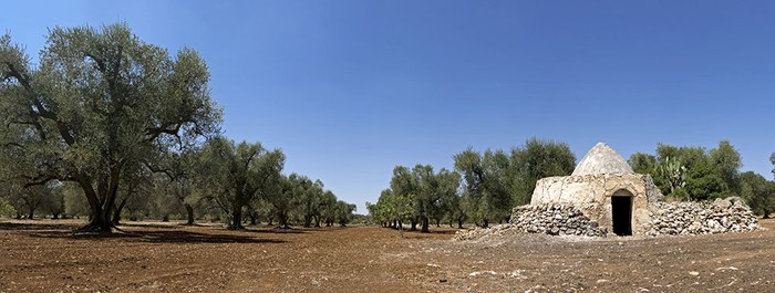 Cia Salento: Rigenerazione olivicola, troppe aziende escluse dai finanziamenti