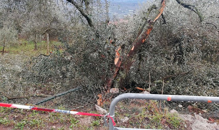 Cia Basilicata: al Tavolo Verde focus su danni agricoli, bandi rurali e prevenzione climatica