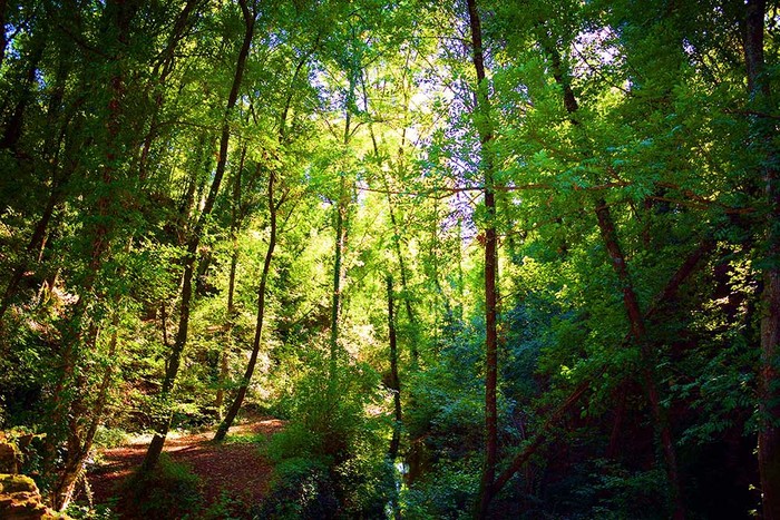 Cia Cuneo: bene rinvio regolamento europeo su deforestazione