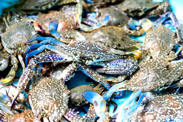 Granchio blu: PescAgri-Cia Veneto, bene nomina Enrico Caterino Commissario straordinario