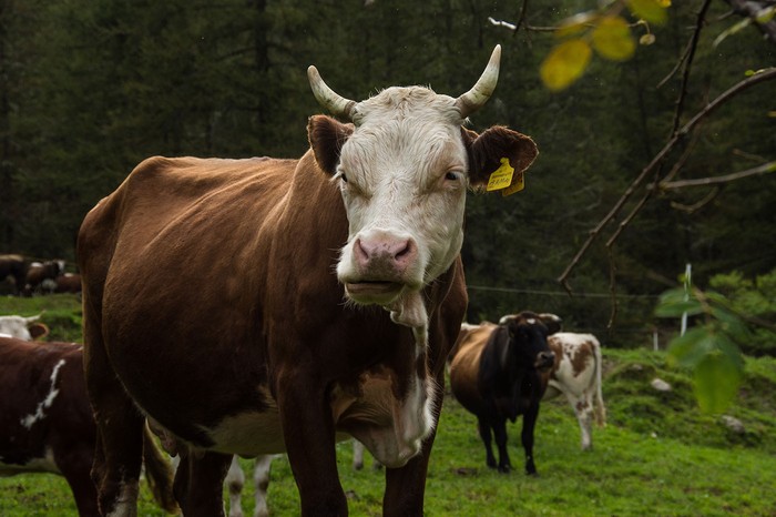Tavolo Verde: Cia Piemonte, bene recupero risorse da Regione. Ora finanziare interramenti liquami