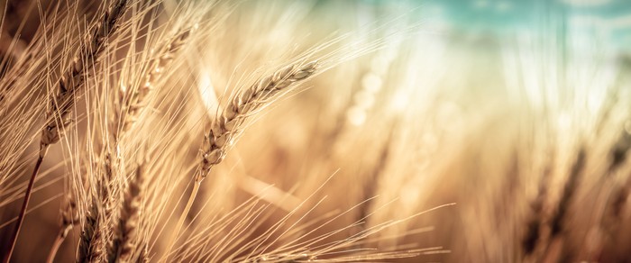 Grano: Cia Puglia, sì a un'intesa sul prezzo come per il latte