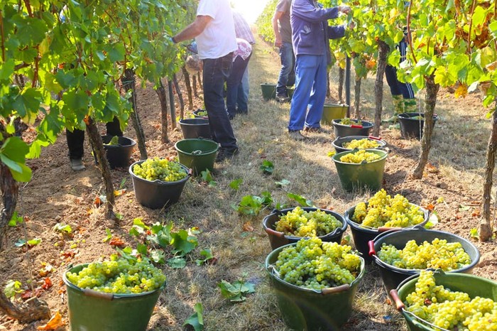 Cia Sicilia Occidentale: sì a vendemmia verde per superare fase emergenziale