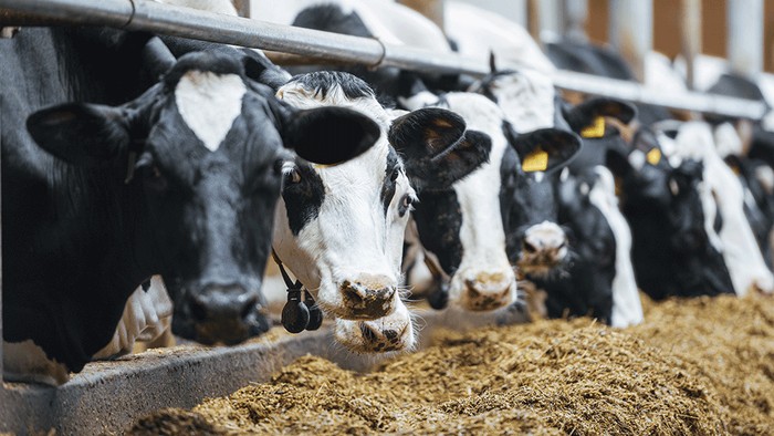 Cia Sardegna: chiesto incontro urgente con Regione su dermatite bovina