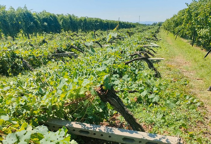 Cia Romagna: con caldo ed eventi estremi agricoltura sotto stress