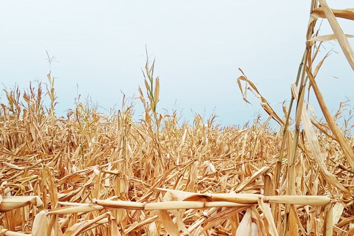 Maltempo: Cia Ferrara, danni a mais, pere e a edifici agricoli