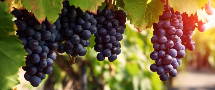 Vinitaly: Cia a Hansen, semplificazione rafforza settore. Serve anche flessibilità finanziaria