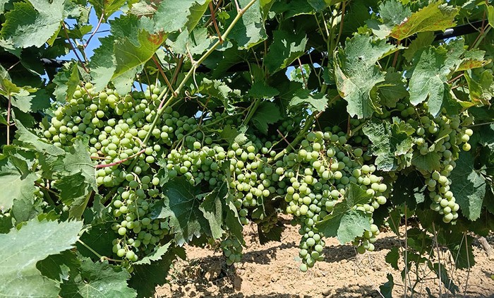 Vendemmia: Cia Sicilia Occidentale, meno uva ma qualità eccellente