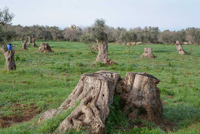 Xylella: Cia Puglia, pratiche 2020-2021 ancora al palo