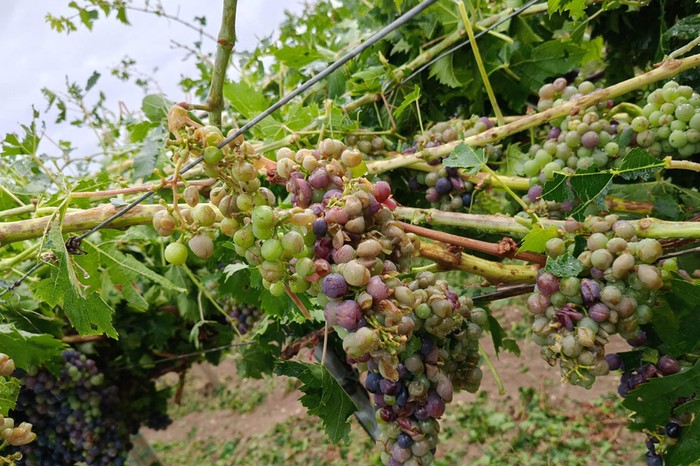 Cia Chieti-Pescara: pioggia, grandine e vento anomalo. Agricoltura flagellata