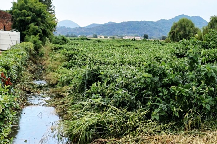 Cia Padova: nubifragio mette in ginocchio agricoltura, subito interventi