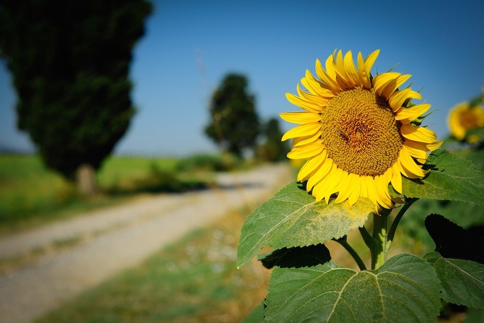 Cia Toscana: bene proroga per Bando investimenti produttivi in agricoltura