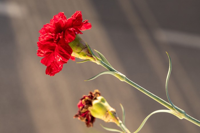 25 Aprile: Anp-Cia, difendere i diritti oggi significa garantire giustizia sociale