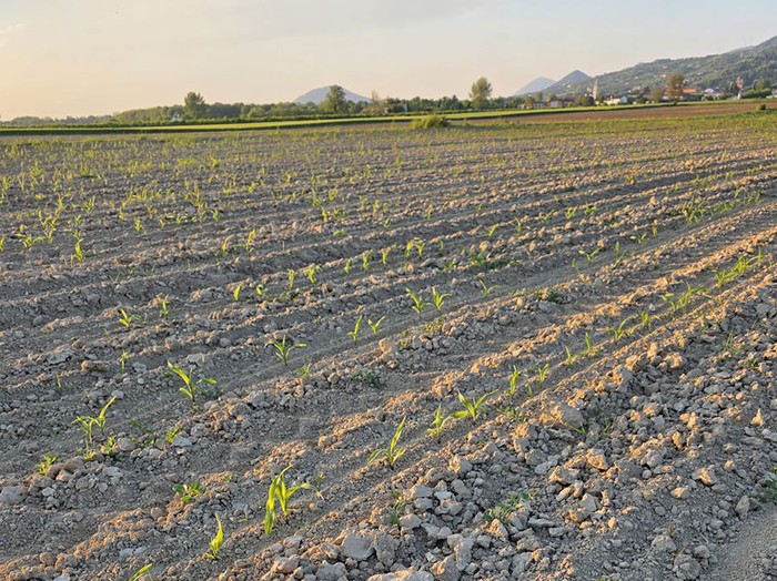 Cia Padova: con urea alle stelle, a rischio mais, grano e orticole della Bassa