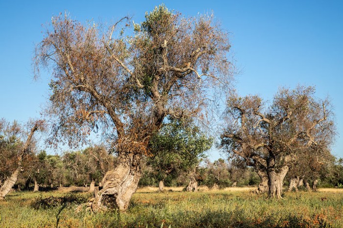 Xylella: Cia Puglia, ancora ferme le pratiche per il biennio 2021-2022