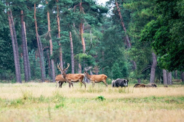 Fauna selvatica: Cia Abruzzo, le organizzazioni agricole scendono in piazza