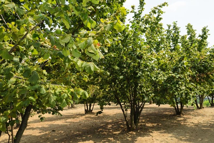 Nocciole: Cia Cuneo, campagna più disomogenea degli ultimi cinquant'anni