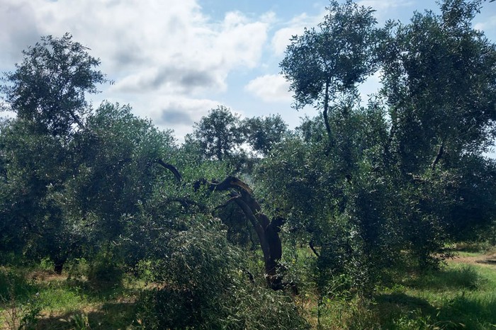 Cia Campania: innovazione e oleoturismo per il rilancio delle aree interne