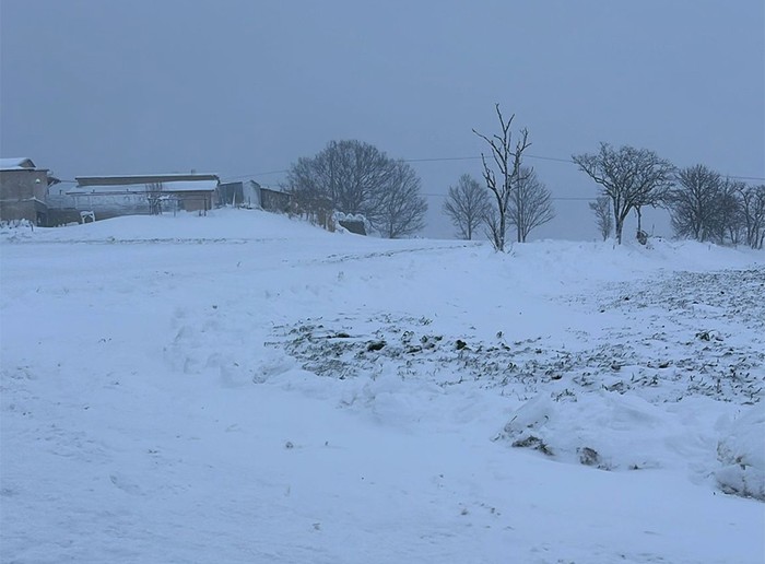 Cia Potenza-Matera: al via monitoraggio danni a colture per forti nevicate