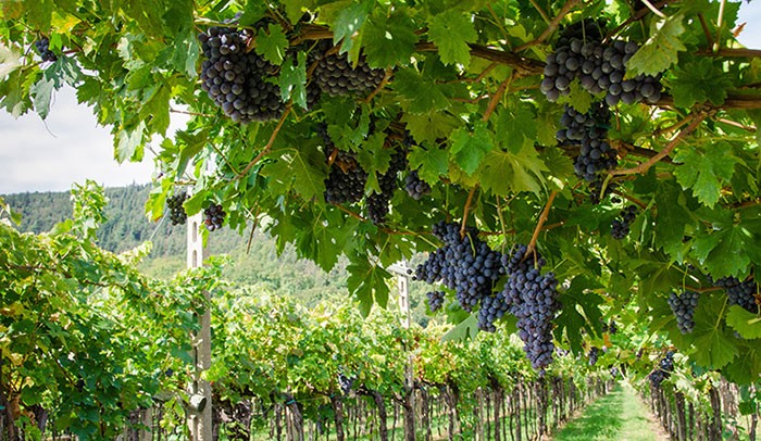 Cia Cuneo: ok cucina italiana patrimonio Unesco, valorizza cultura enogastronomica Langhe Roero