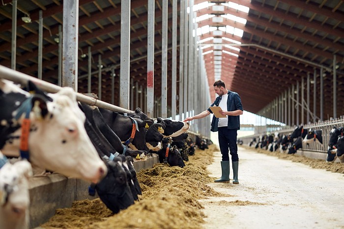 Cia Sardegna: Regione intervenga per bloccare diffusione dermatite bovina