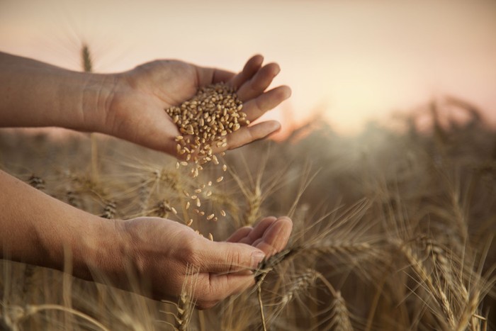 Cia Puglia: grano italiano quotato meno del canadese