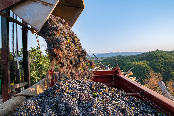 Vendemmia: Cia Reggio Emilia, annata ottima per qualità. Produzione in ripresa