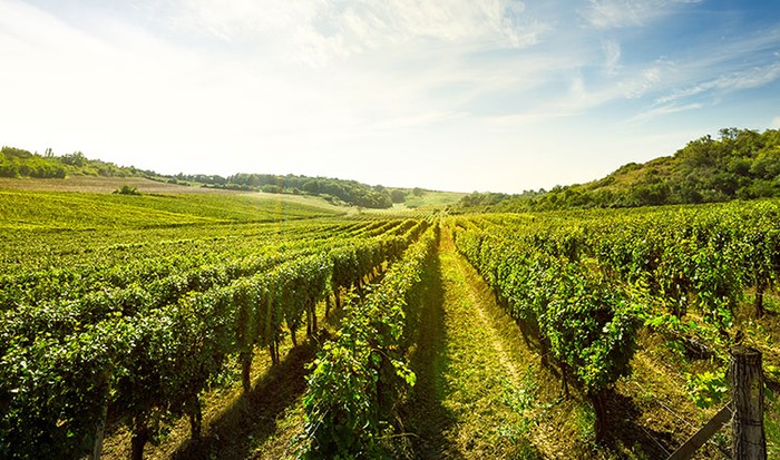 Cia Venosa: nuovo riconoscimento per i viticoltori della Cantina Sociale