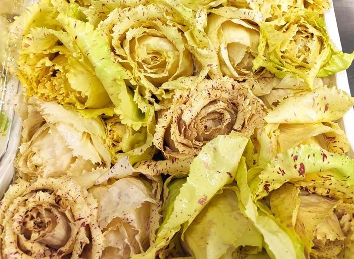 Cia Padova: ottima annata per il radicchio bianco Fior di Maserà