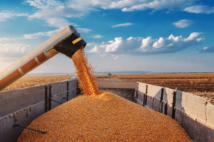 Grano: Cia Abruzzo, agricoltori ko. Servono regole chiare sul prezzo