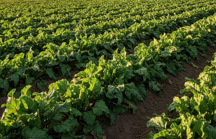 Cia Padova: subito un tavolo di confronto su settore bieticolo-saccarifero