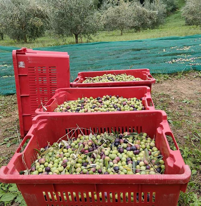 Cia Padova: dazi Usa non preoccupano produttori olio del Colli