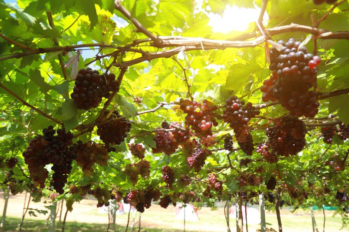 Filiera del vino e Governo insieme per campagna comunicazione istituzionale di valorizzazione