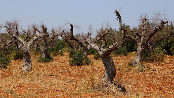 Xylella: Cia Puglia, serve un miliardo per fermare avanzata batterio. Le proposte alla Regione