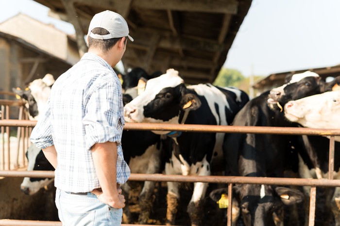 Bovini: OICB, servono un’organizzazione interprofessionale e un piano per potenziare produzione